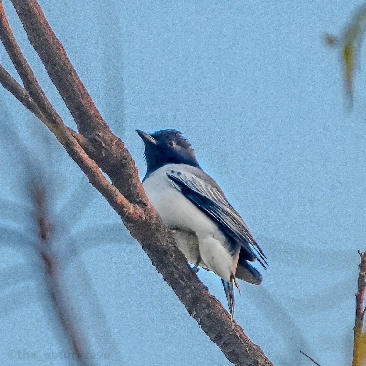 ズグロアサクラサンショウクイ - ML630213695