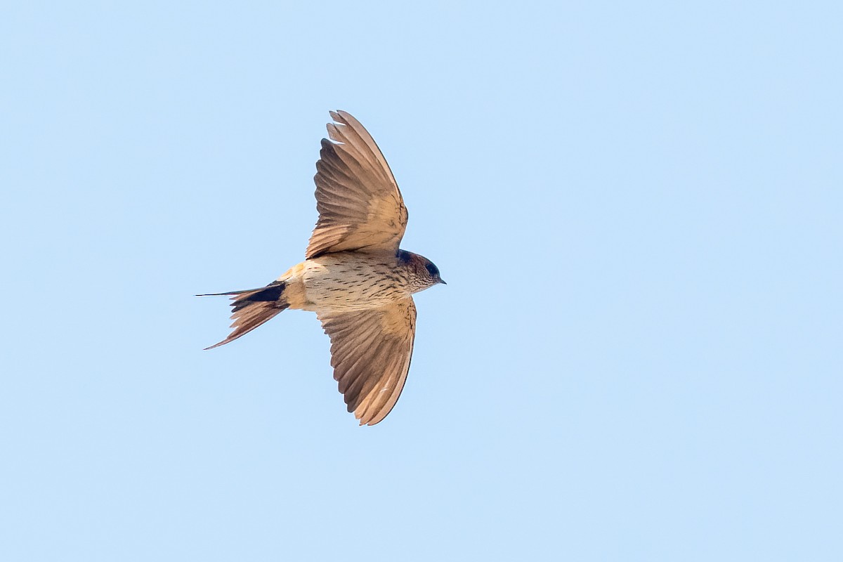 Eastern Red-rumped Swallow - ML630213728