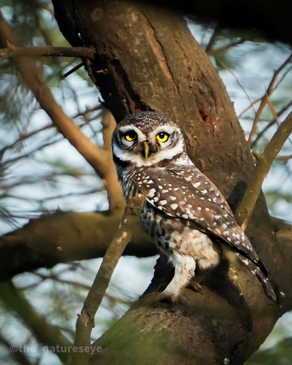 インドコキンメフクロウ - ML630213735