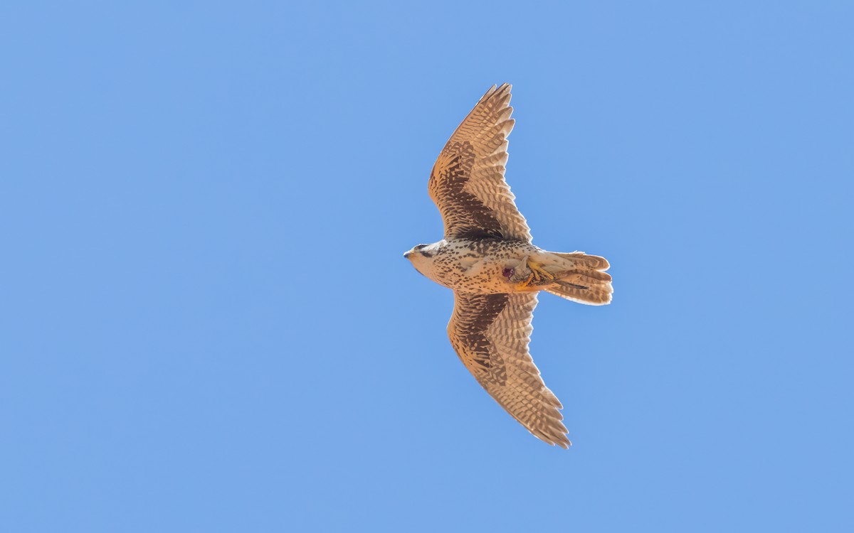Prairie Falcon - ML630213877