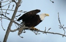 Weißkopf-Seeadler - ML630214026