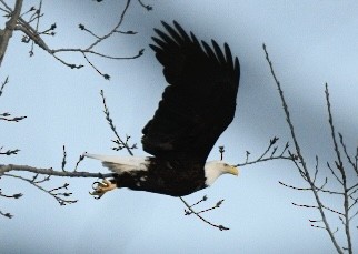 Weißkopf-Seeadler - ML630214027