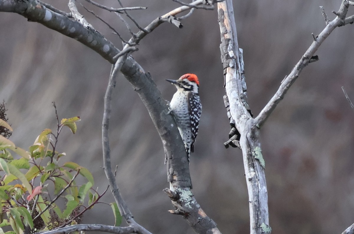 Ladder-backed Woodpecker - ML630214117