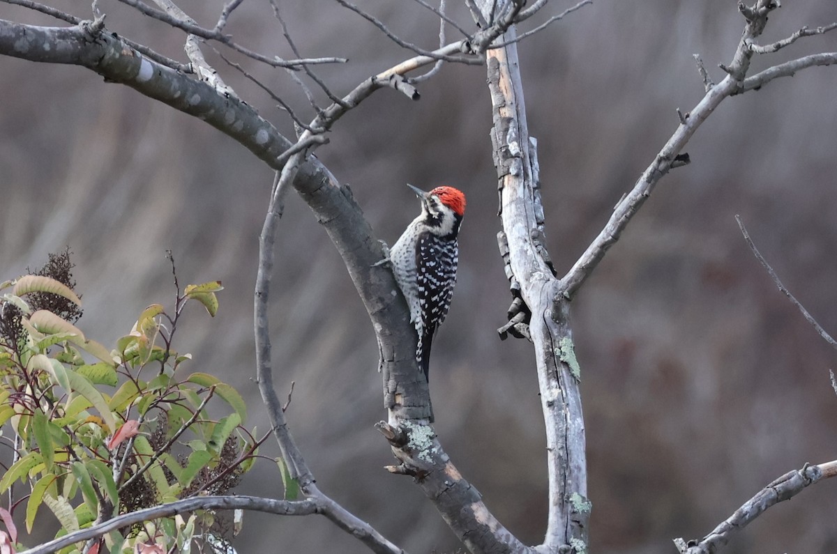Ladder-backed Woodpecker - ML630214137