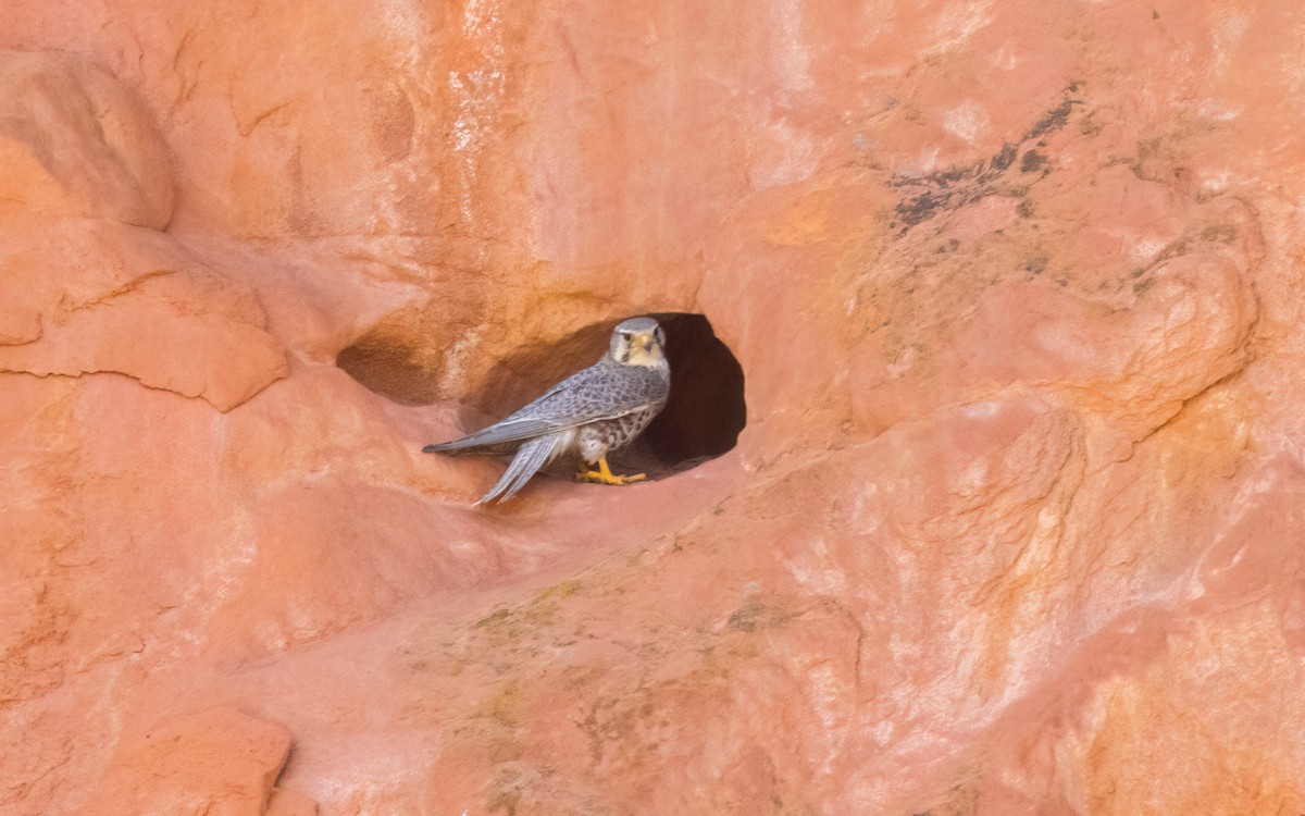 Prairie Falcon - ML630214175