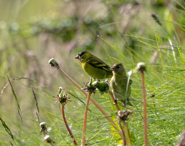 Black-chinned Siskin - ML630214200