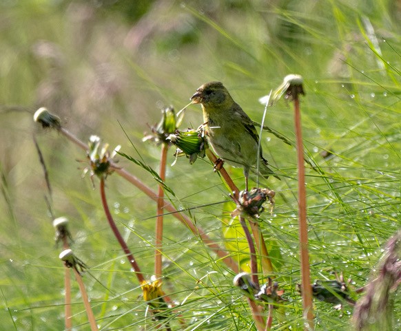 Black-chinned Siskin - ML630214201
