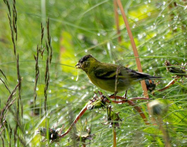 Black-chinned Siskin - ML630214202