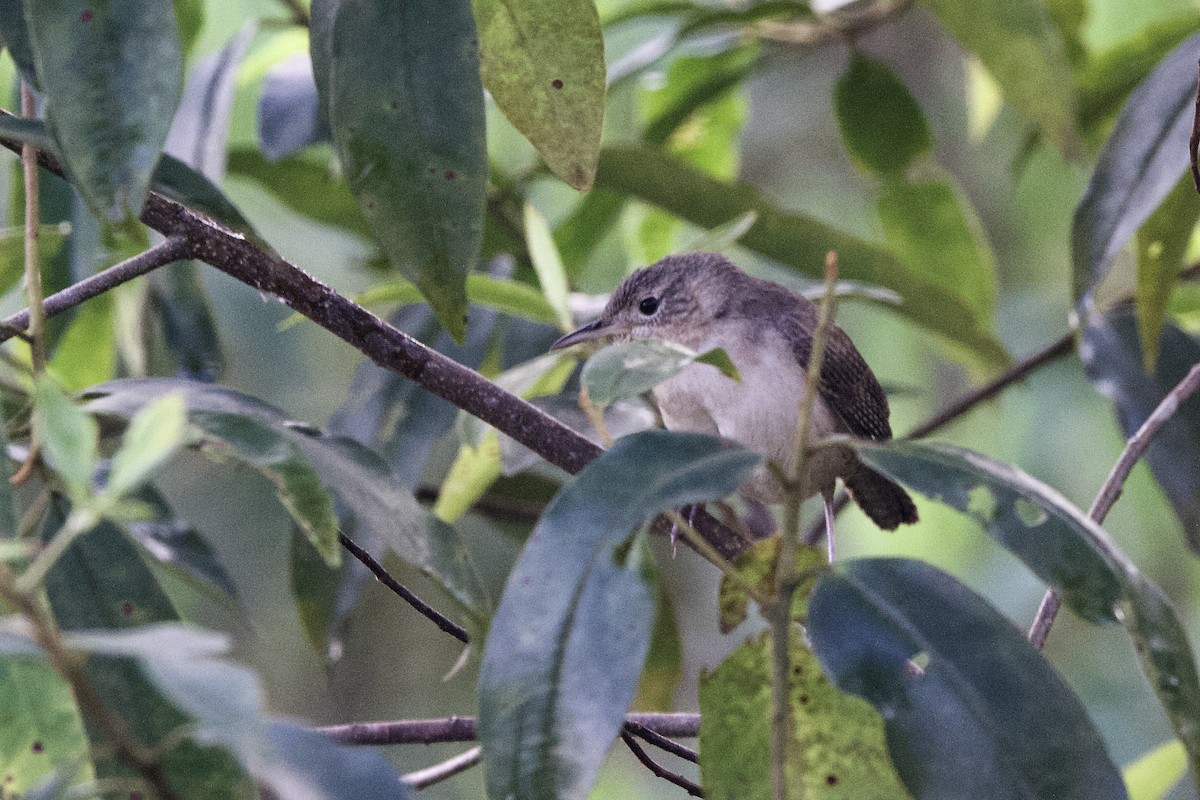 Southern House Wren - ML630214263