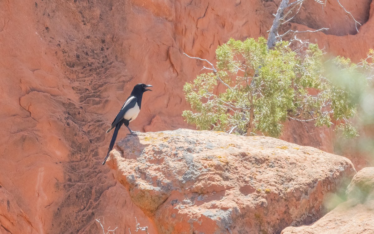Black-billed Magpie - ML630214317