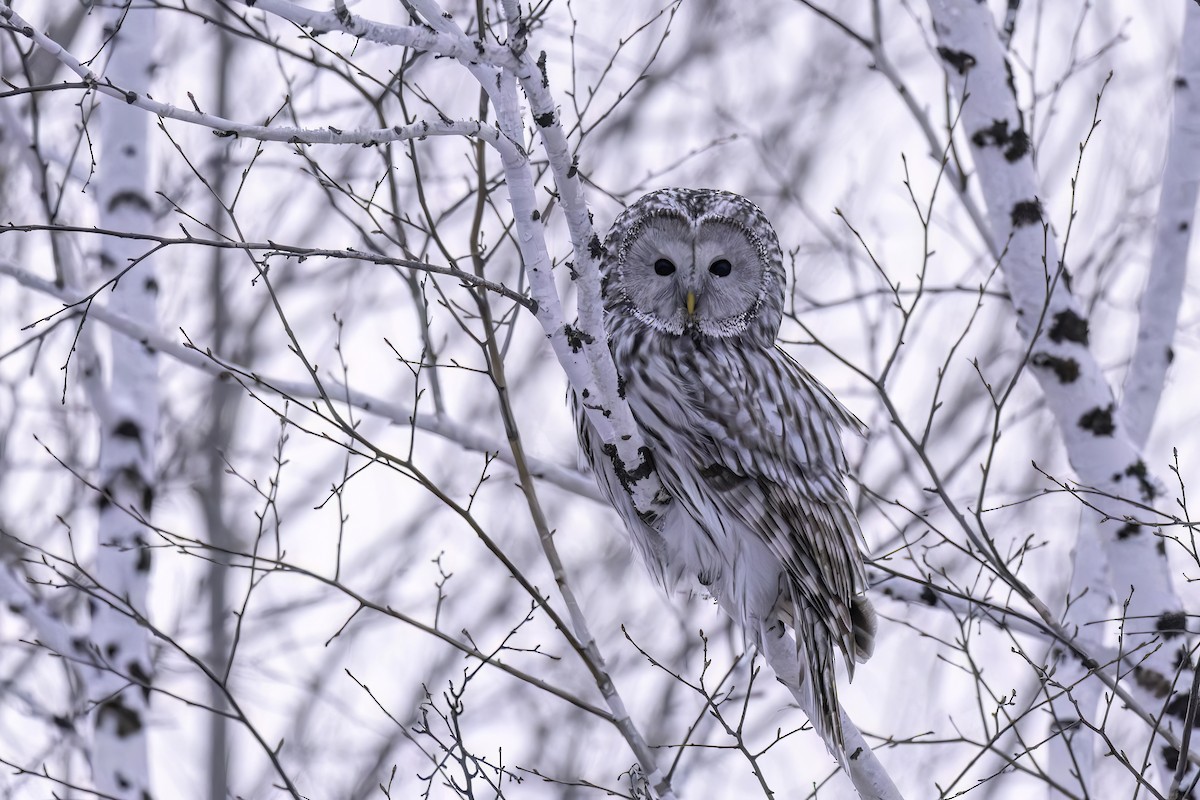 Ural Owl (Ural) - ML630214341