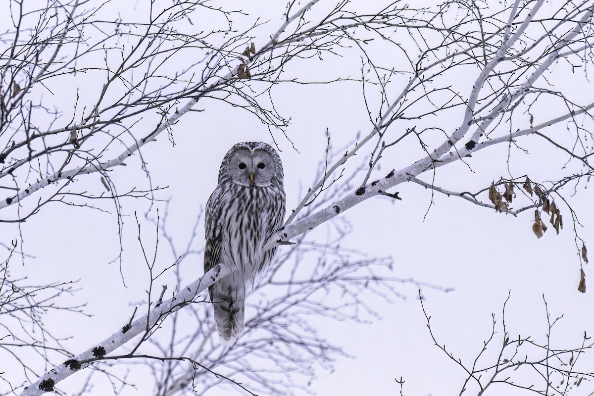 Ural Owl (Ural) - ML630214342