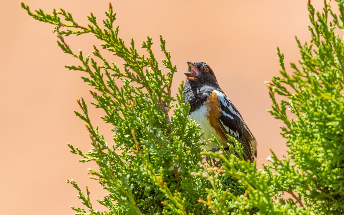 Spotted Towhee - ML630214751