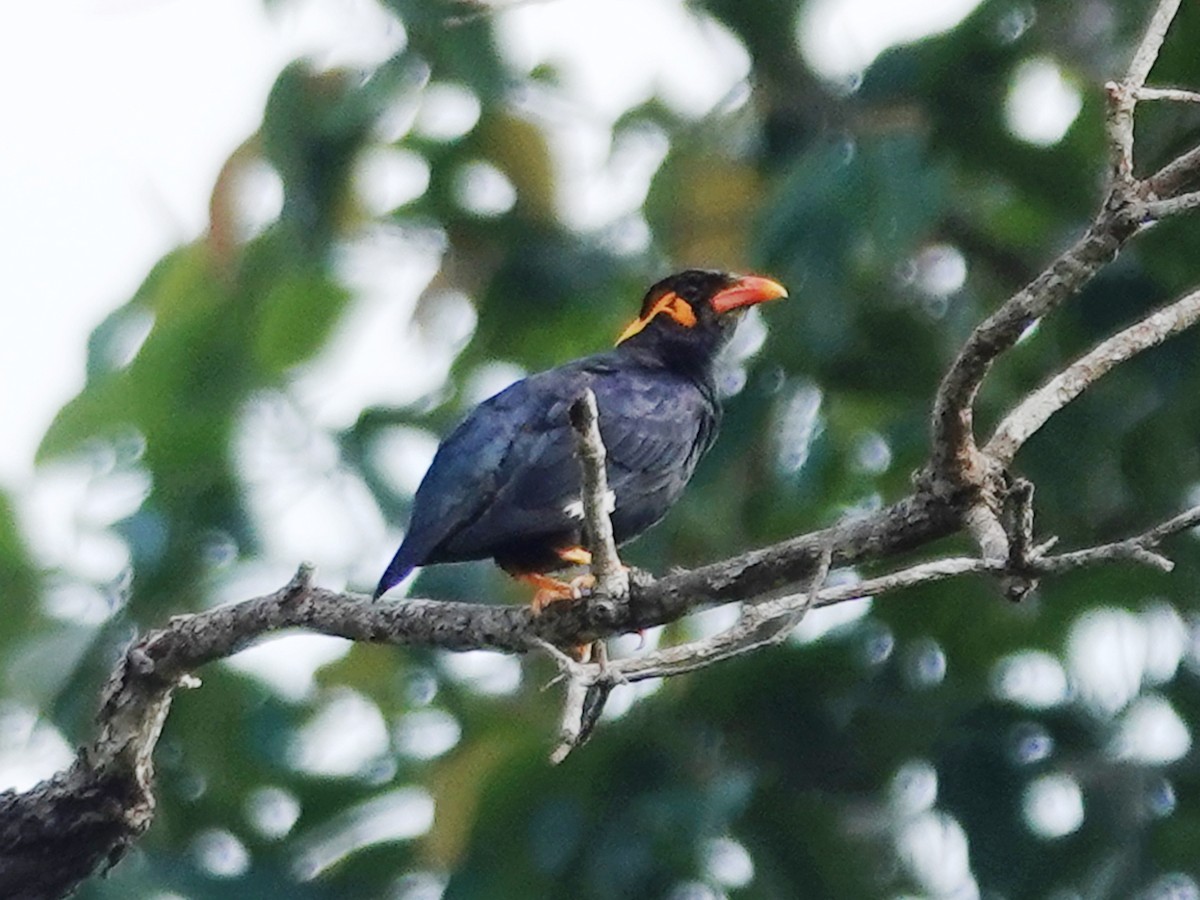 Common Hill Myna (Common) - ML630214901