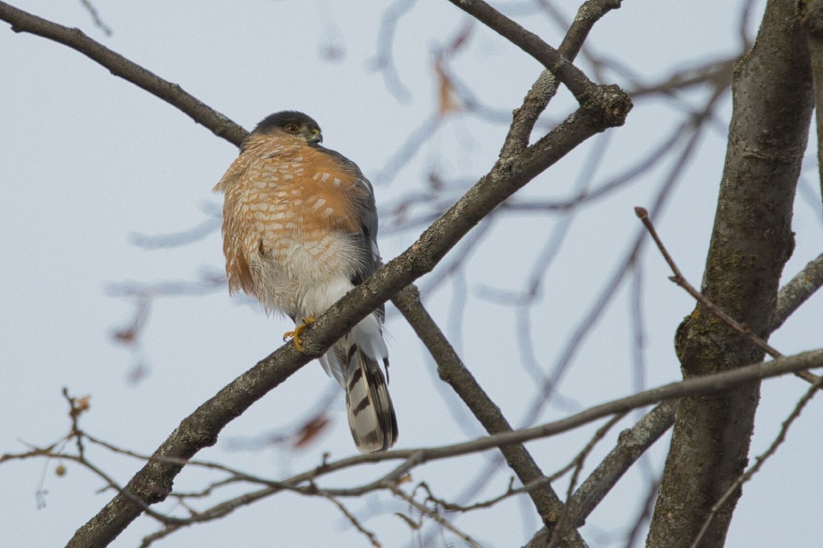 Sharp-shinned Hawk - ML630215208