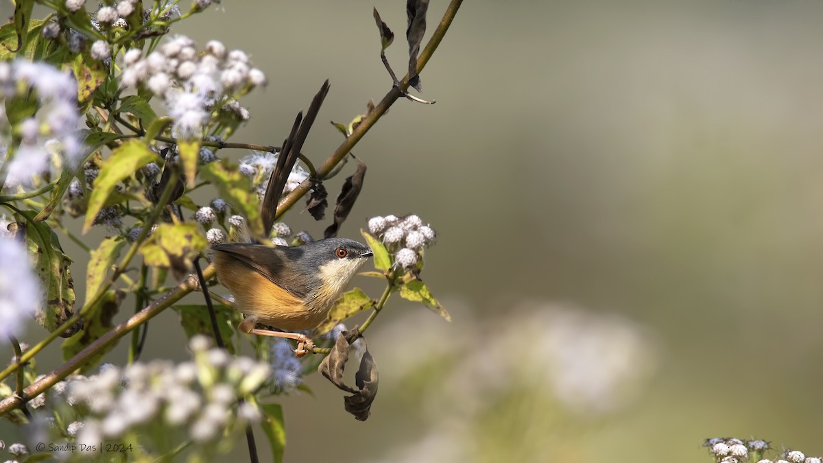 Ashy Prinia - ML630215553