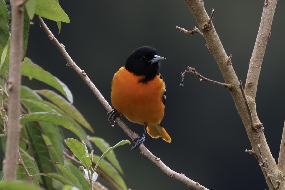 Baltimore Oriole - ML630215712