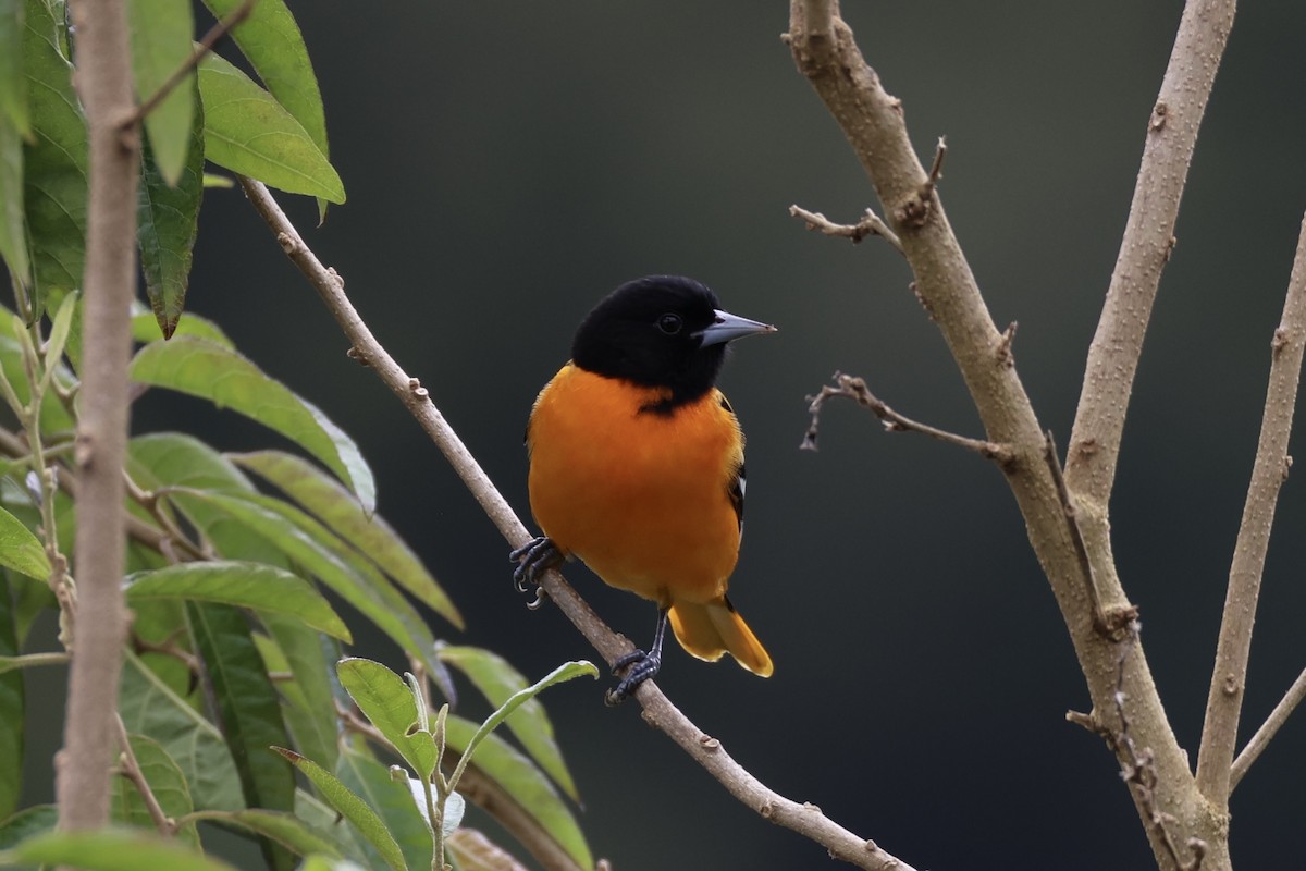 Baltimore Oriole - ML630215713