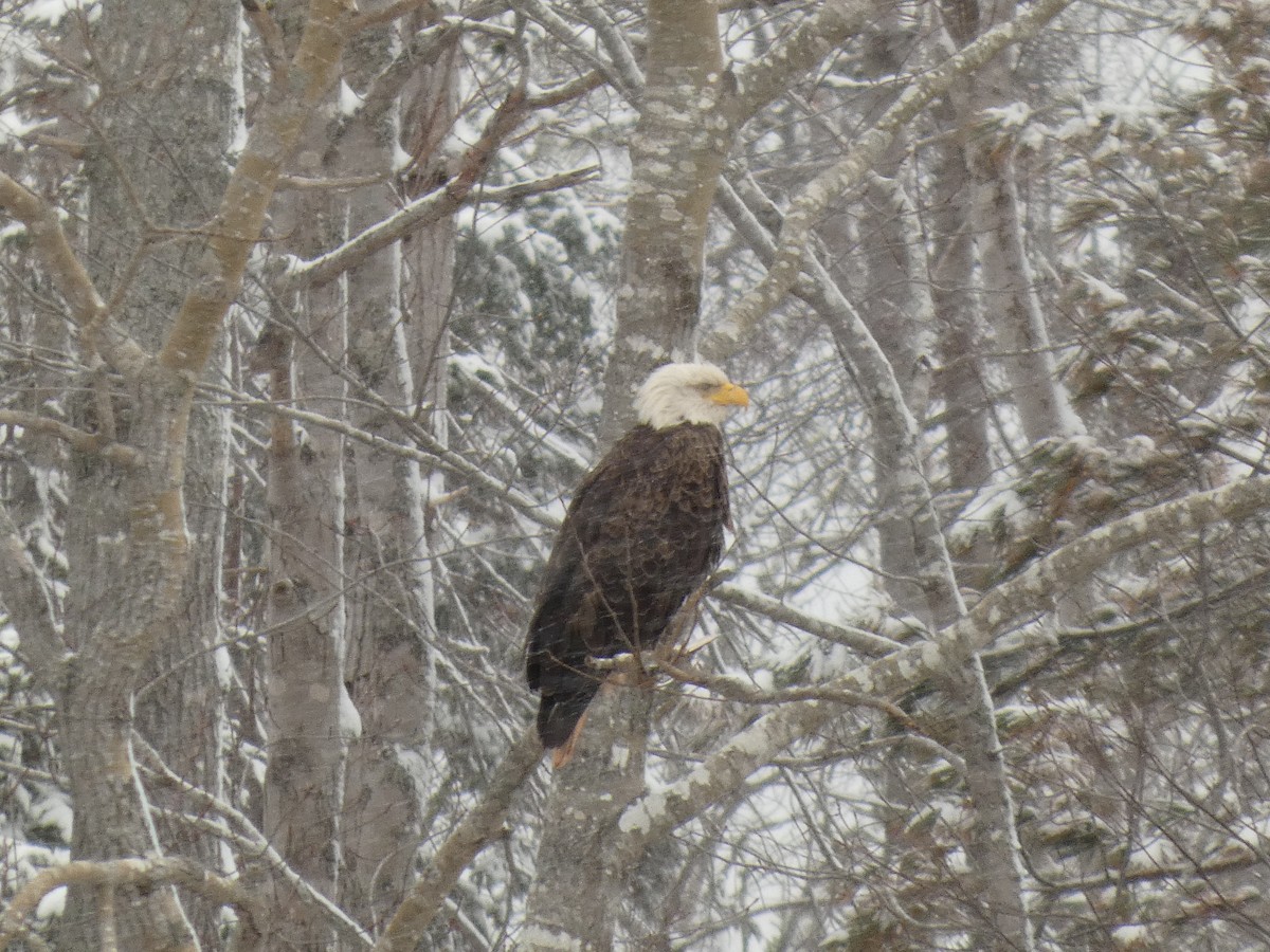 Bald Eagle - ML630215800