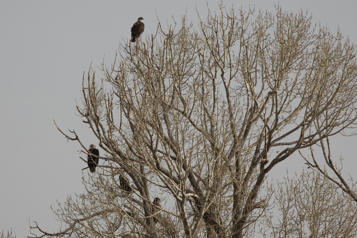 Bald Eagle - ML630215820