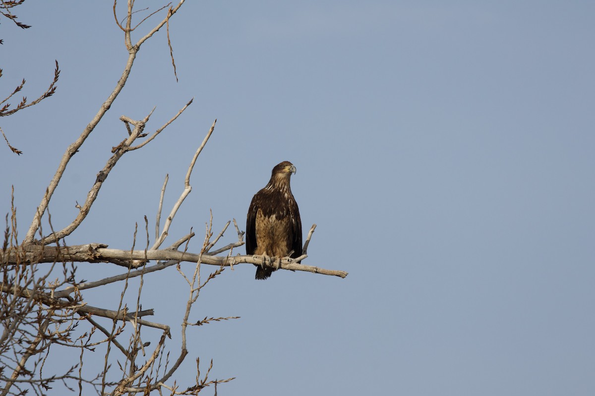 Bald Eagle - ML630215847