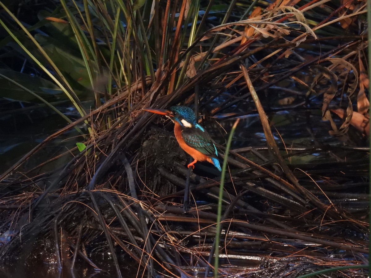 Blue-eared Kingfisher - ML630215943