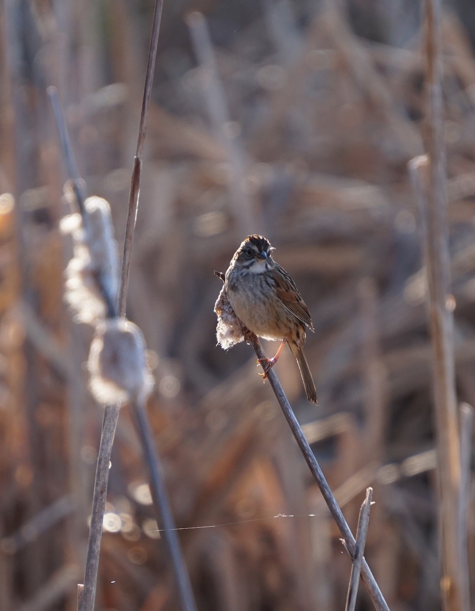 Swamp Sparrow - ML630215989