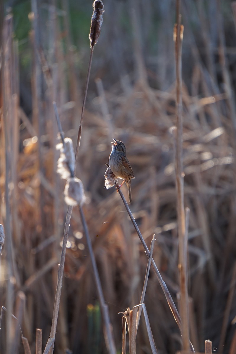 Swamp Sparrow - ML630215990