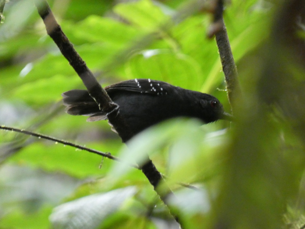 Esmeraldas Antbird - ML630216060