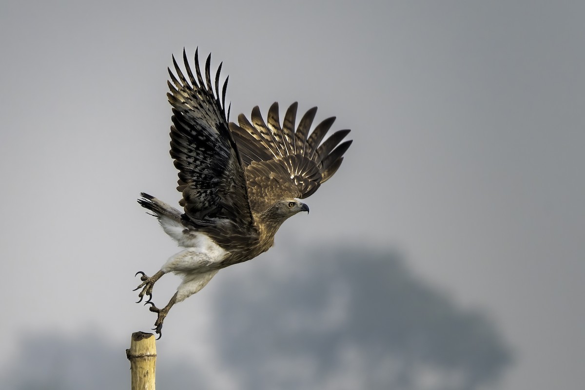 Gray-headed Fish-Eagle - ML630216519