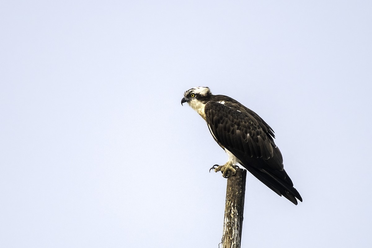 Osprey - ML630216537