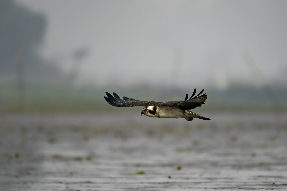 Osprey - ML630216538