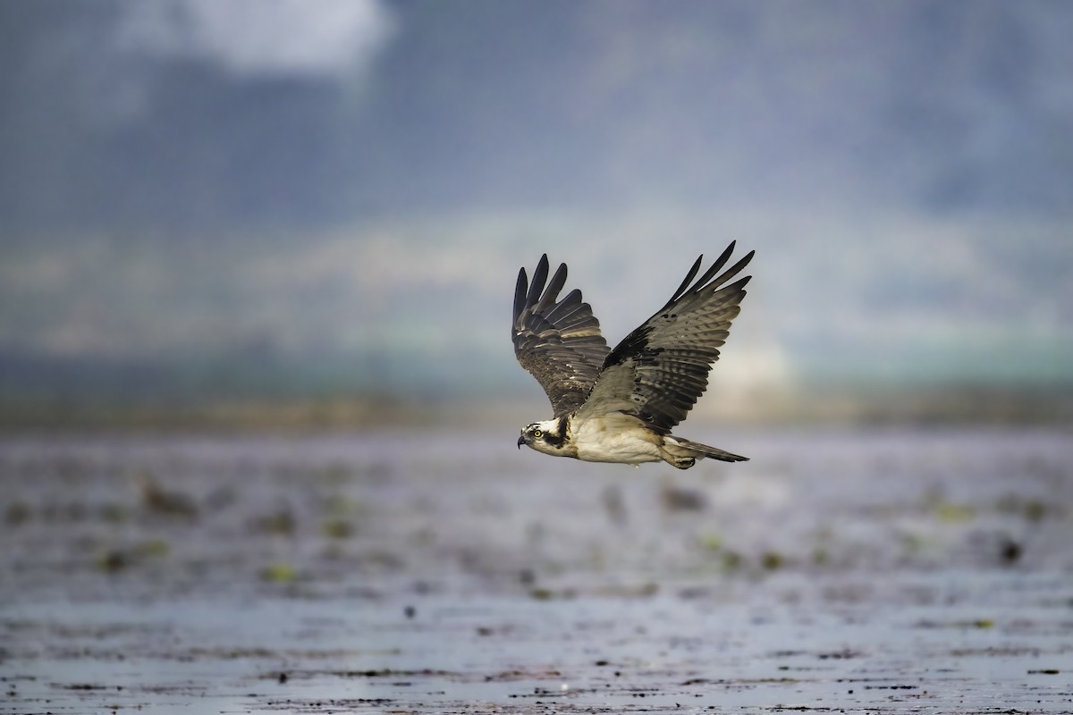 Osprey - ML630216539