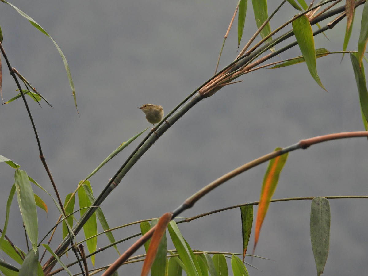 Pouillot du Sichuan - ML630216934