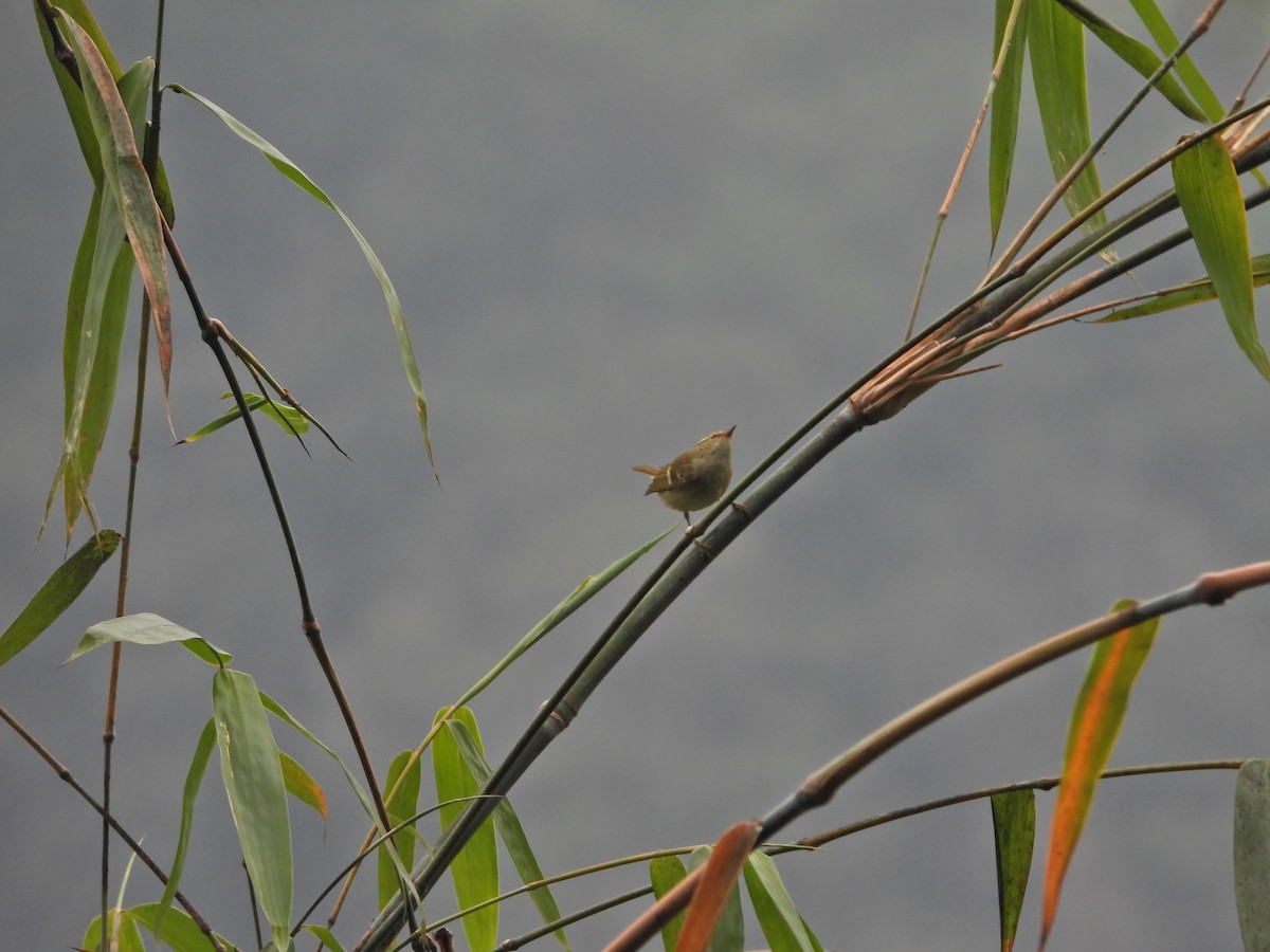 Pouillot du Sichuan - ML630216935