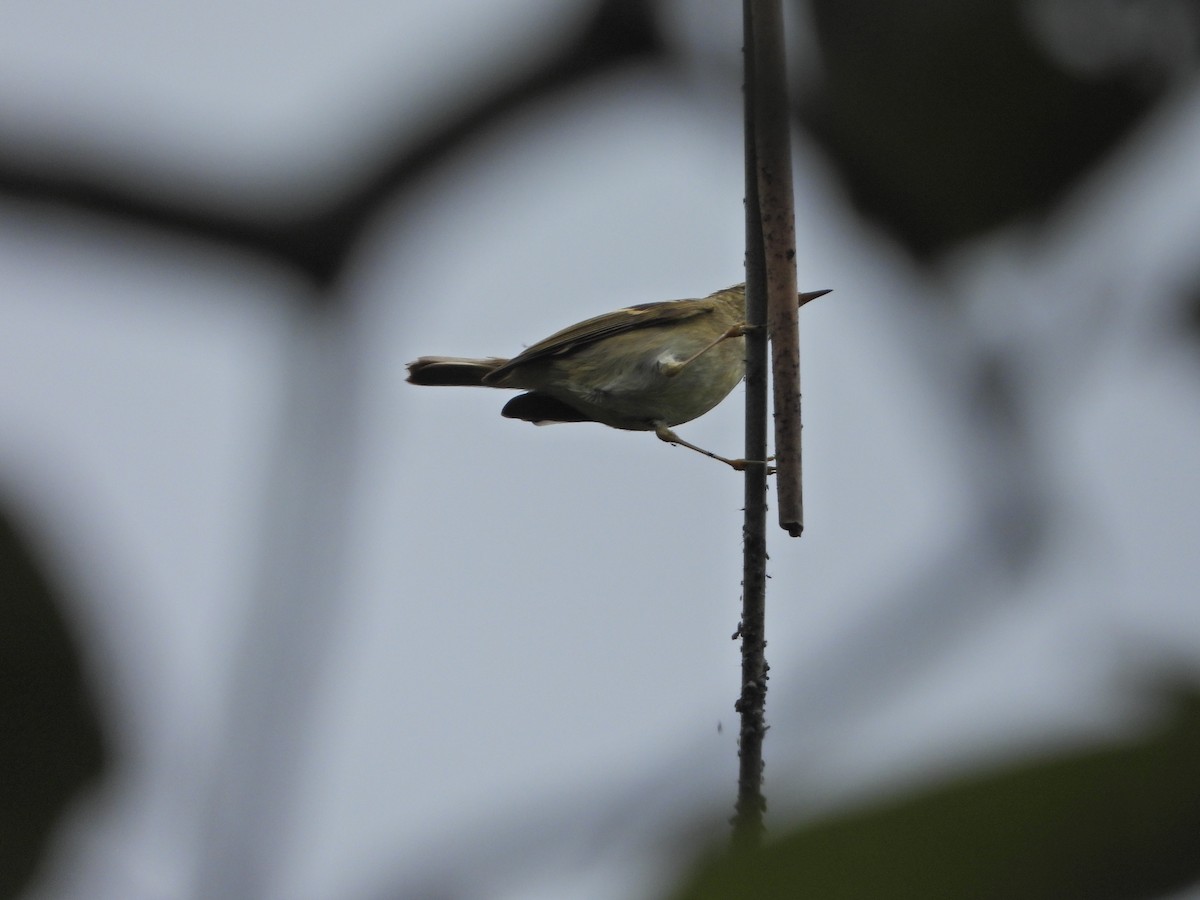 Pouillot du Sichuan - ML630216936