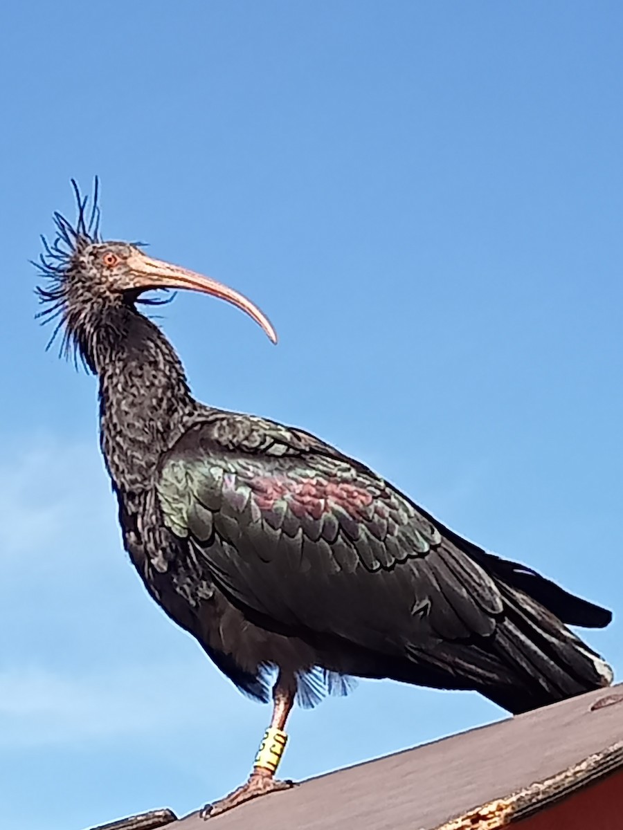 Northern Bald Ibis - ML630216939