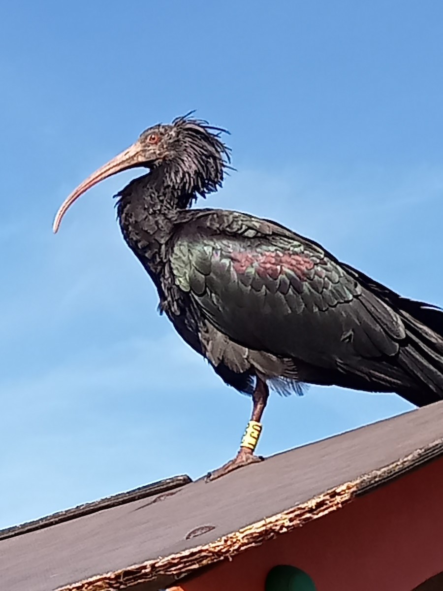 Northern Bald Ibis - ML630216940