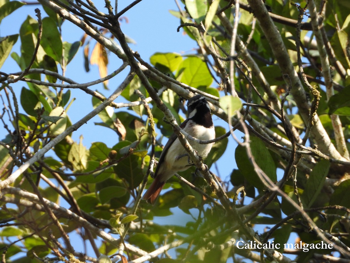 Red-tailed Vanga - ML630217184
