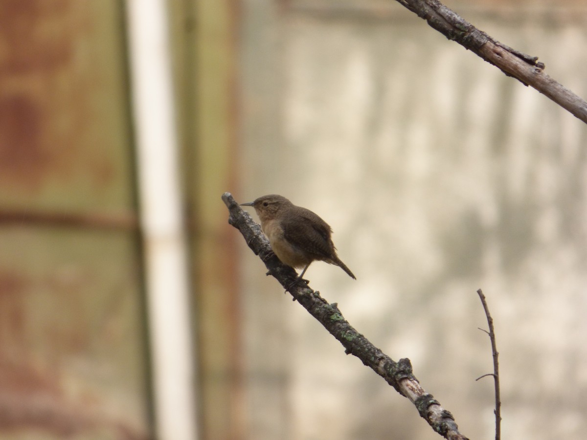 Southern House Wren - ML630217237