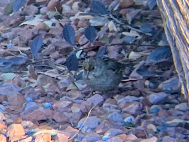 Golden-crowned Sparrow - ML630217487