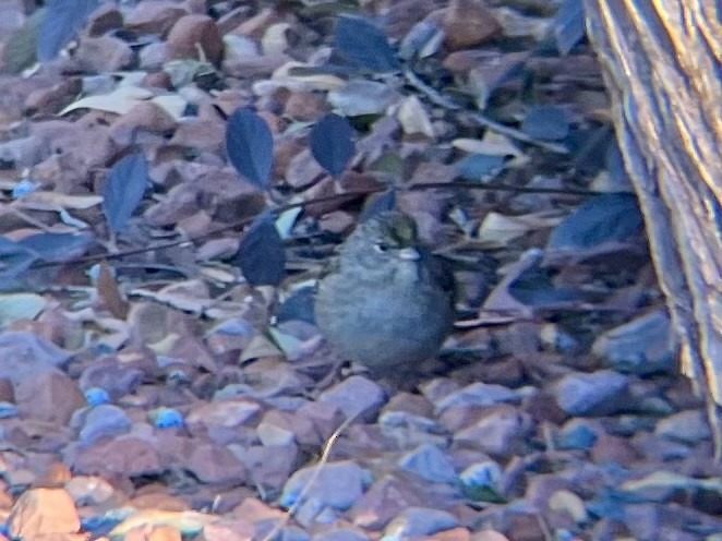 Golden-crowned Sparrow - ML630217601