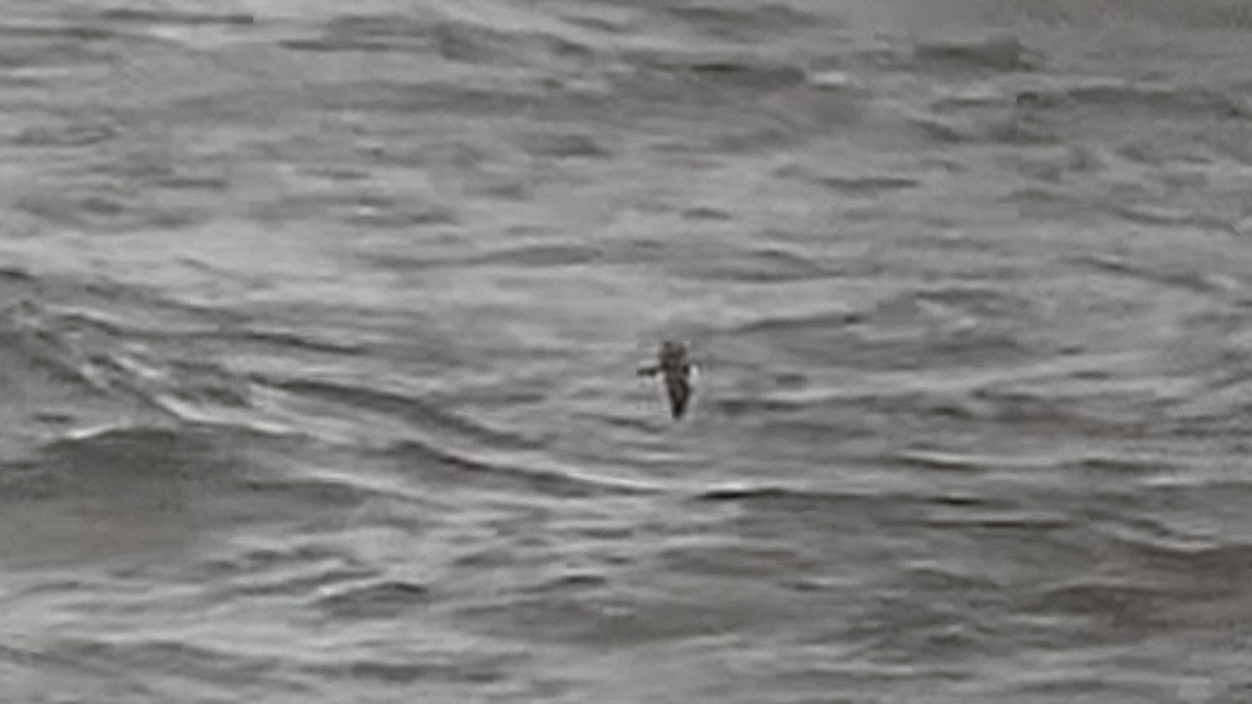 Boyd's Shearwater - ML630217709