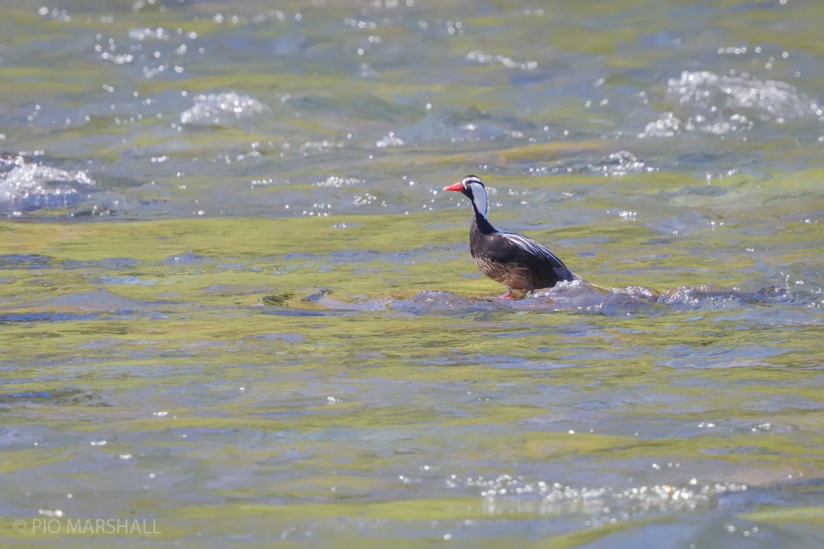 Torrent Duck - ML630218215