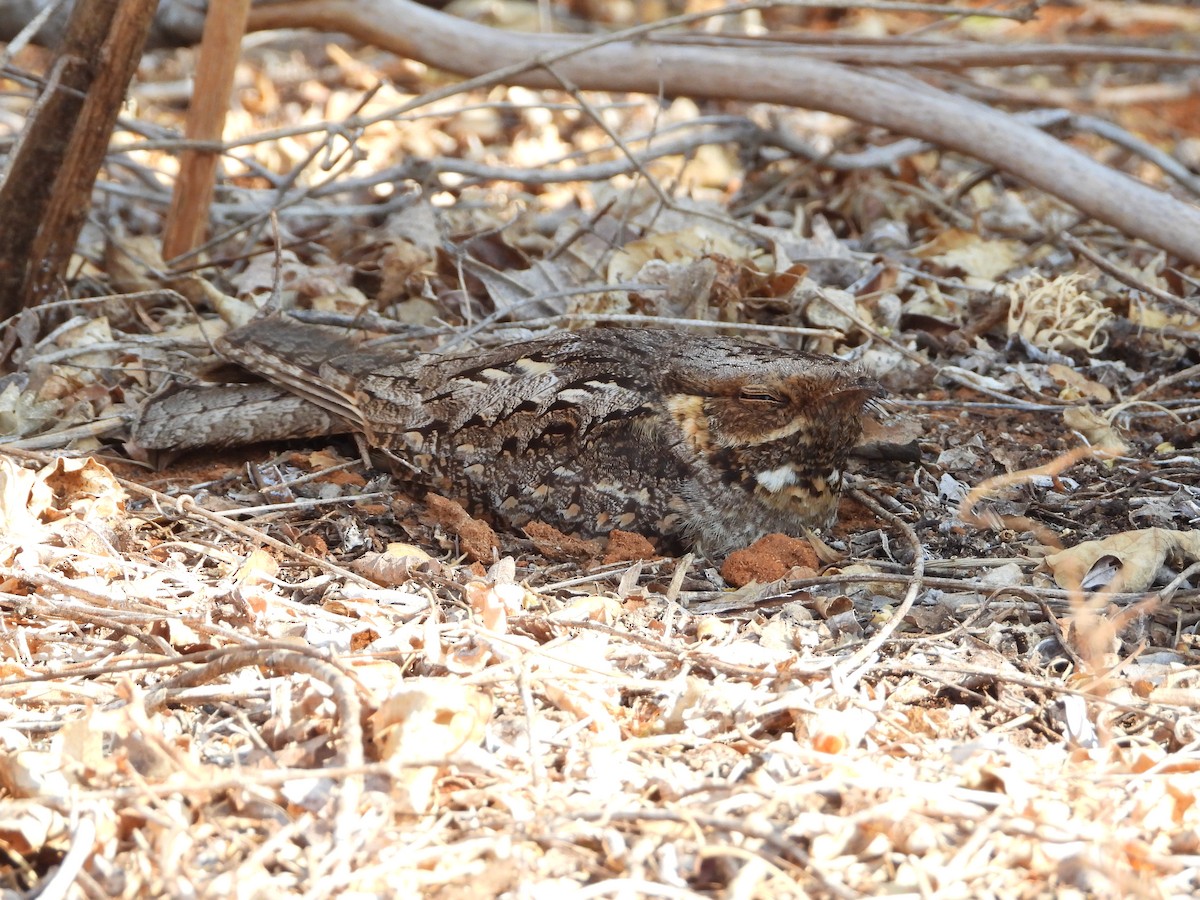 Madagascar Nightjar - ML630218249
