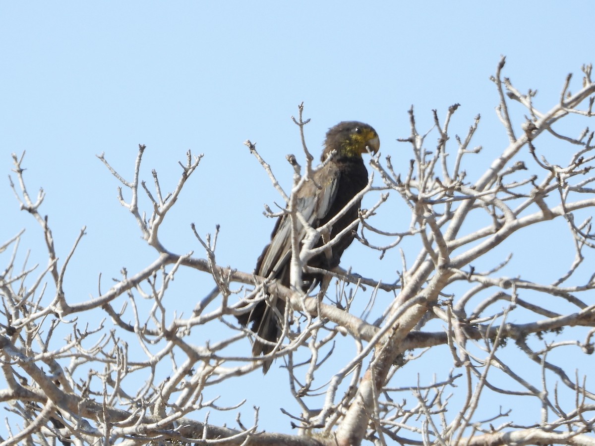Lesser Vasa Parrot - ML630218699