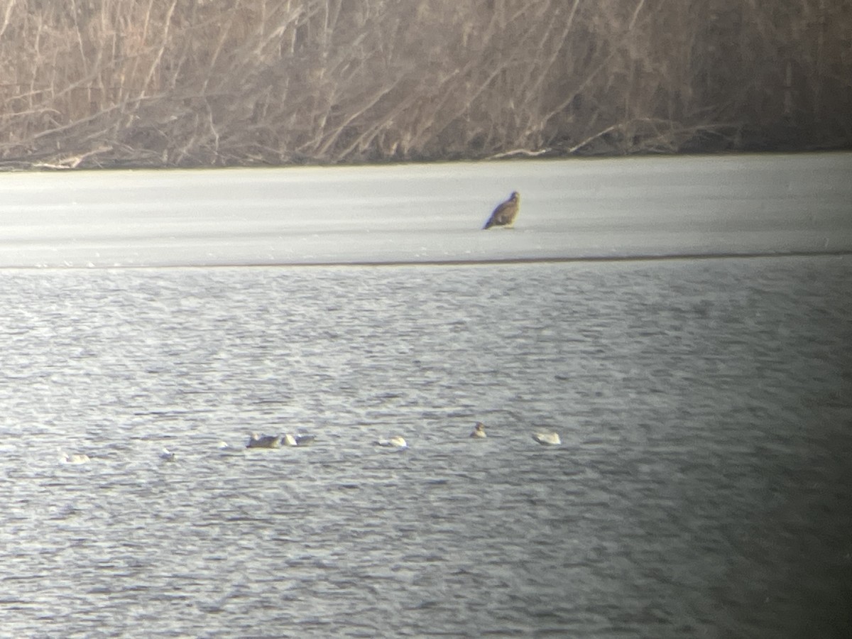 Canvasback - ML630218720