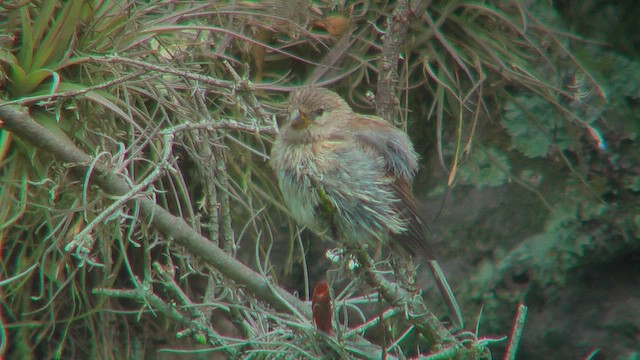 Ash-breasted Sierra Finch - ML630218887