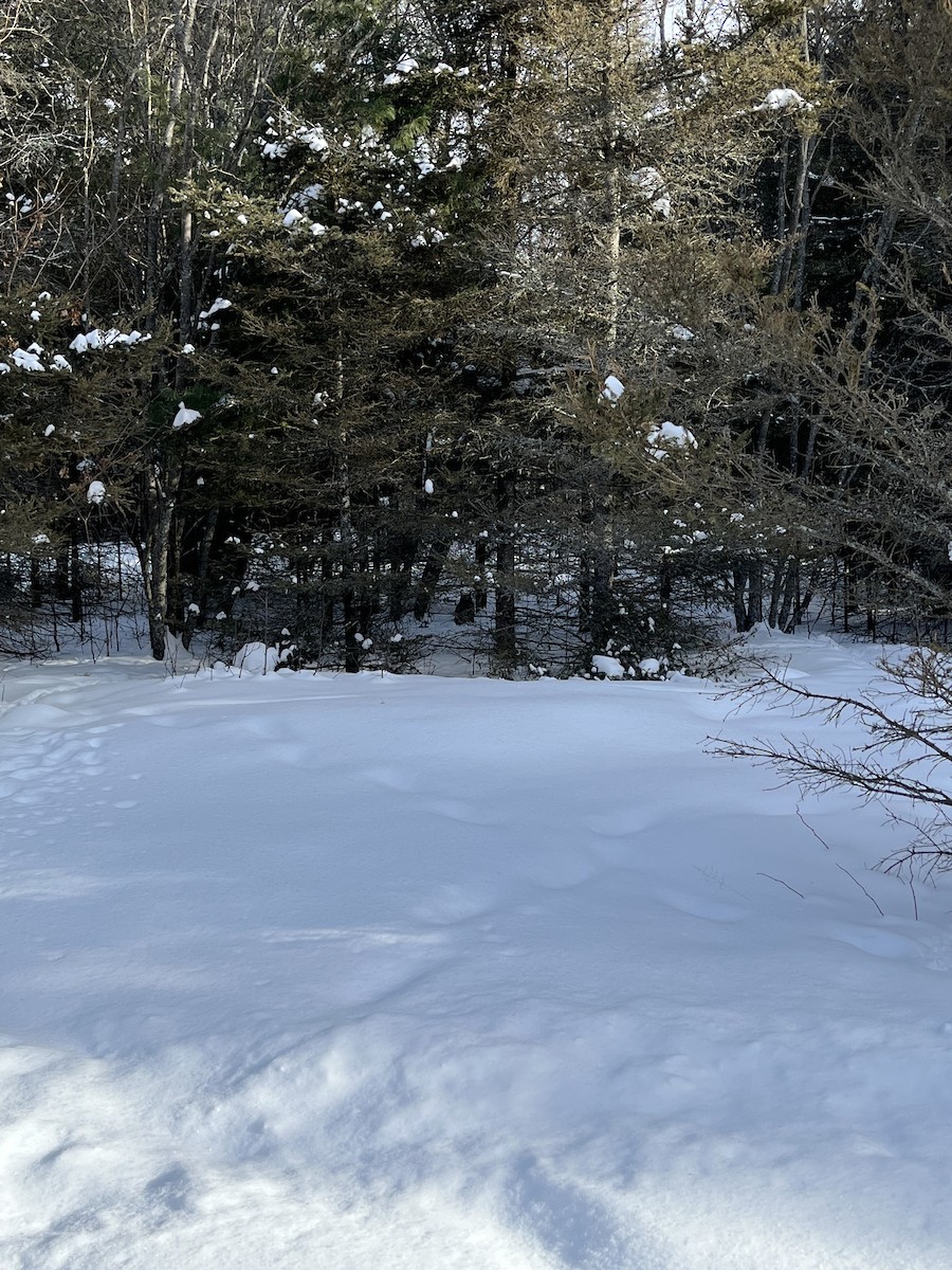 Great Horned Owl - ML630218945