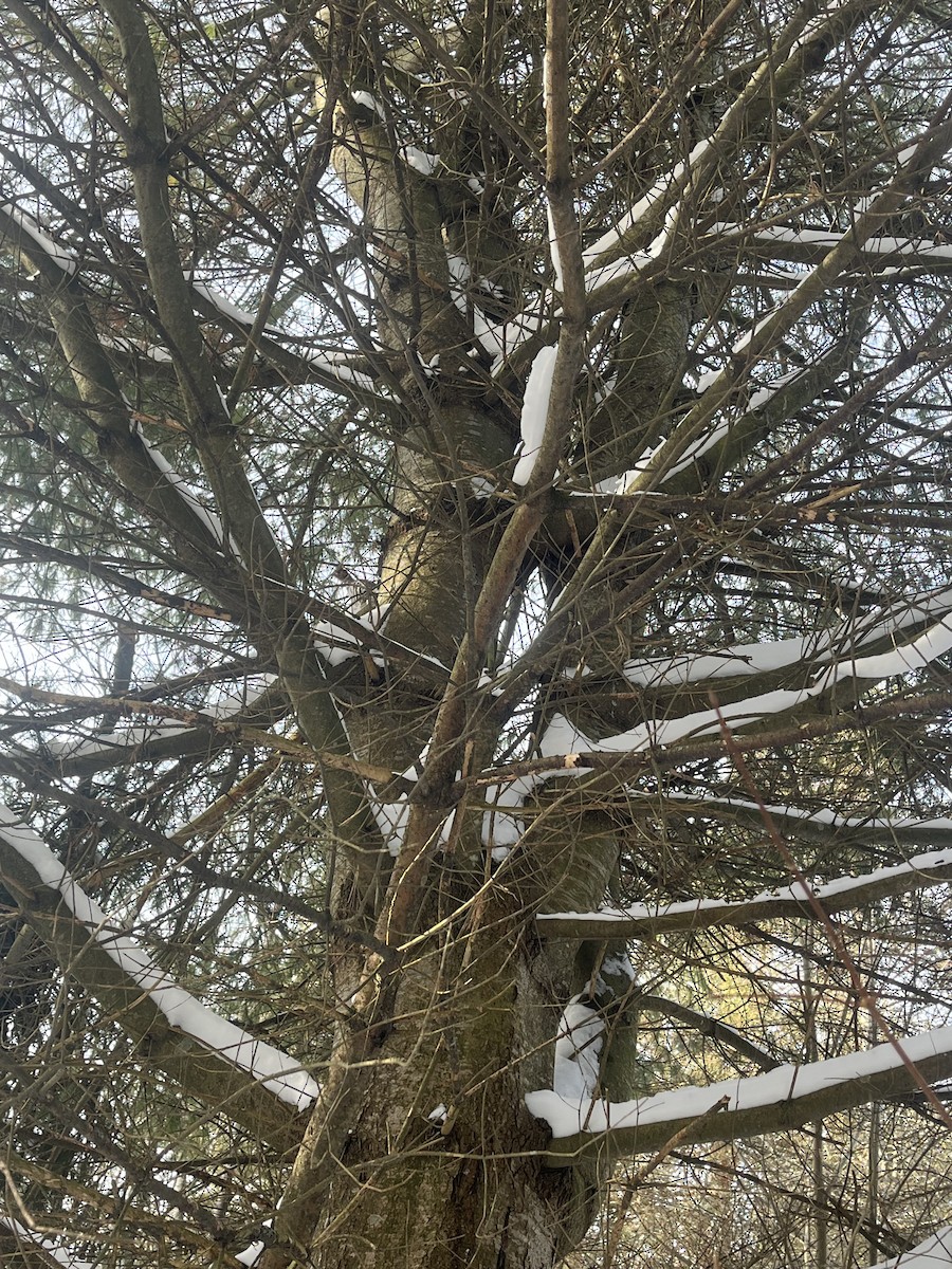 Ruffed Grouse - ML630218950